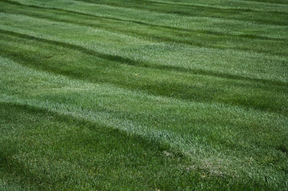 bezuz-commercial-lawn